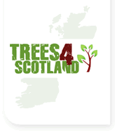 Lay down some Scottish roots